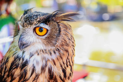 Close up of an eagle owl in a blurred natural background