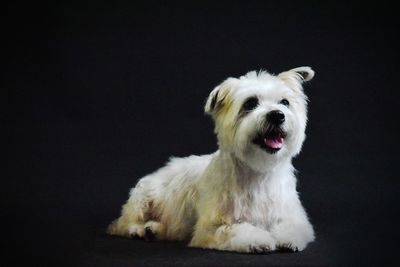 Portrait of white dog
