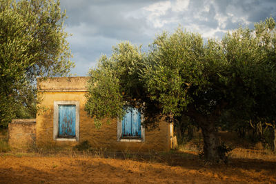 Olive trees and old farmer house on field against sky