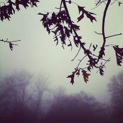 Low angle view of bare trees against sky