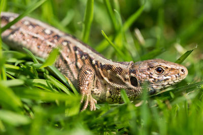 Close-up of lizard on grass