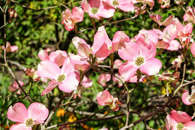 Close-up of pink flowers