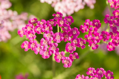 Close-up of pink flowers blooming outdoors