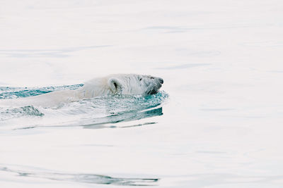 Close-up of seal swimming in sea