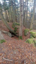 Trees growing in forest during autumn