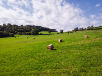 Scenic view of field against sky