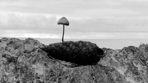 Close-up of rock on beach against sky