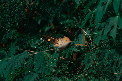 Bird flying in a sunlight