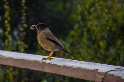 Close-up of bird perching on railing