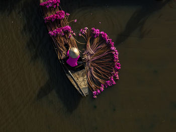 High angle view of plant