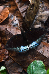 Close-up of insect