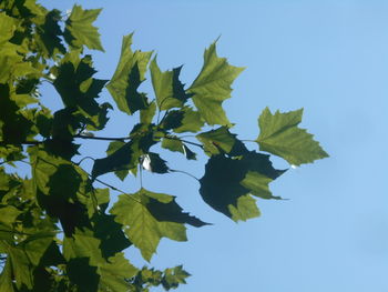 leaf