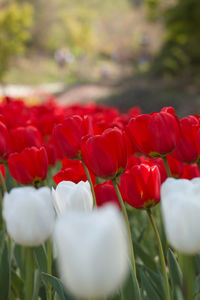 Close-up of red tulips in field