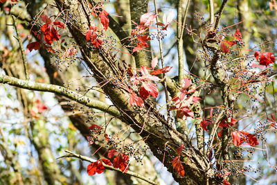 Close-up of flower tree