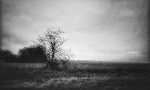 Bare tree on field against sky