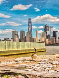 Seagull perching on a city