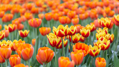 Close-up of yellow tulips on field