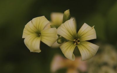 Close-up of flowering plant in park