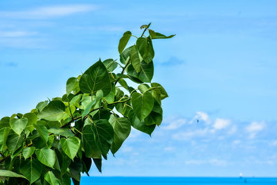 Low angle view of plant against sky