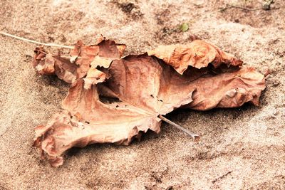 Close-up of dry leaves