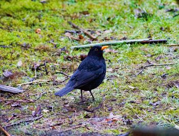 Black bird perching on a field