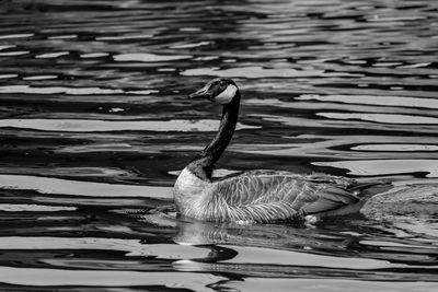 Duck swimming in lake