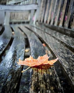 High angle view of maple leaf on wood