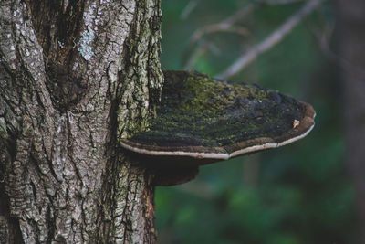 Close-up of tree trunk against plants