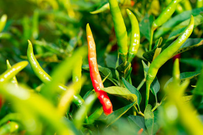 Close-up of red chili peppers on plant at field