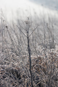 Close-up of dried plant on land