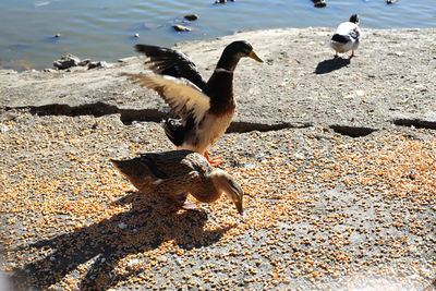 High angle view of seagulls on beach