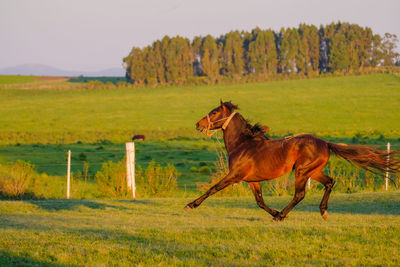 Horse in a field