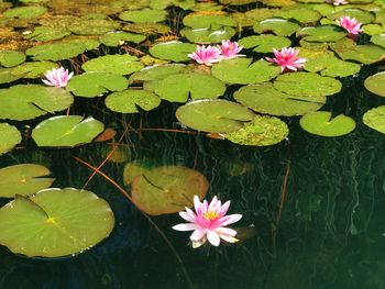 Pink lotus water lily in pond