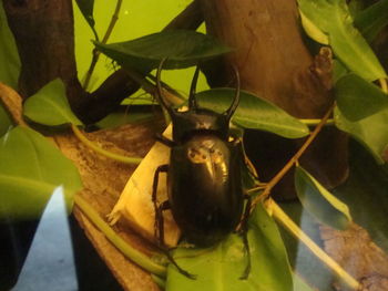 Close-up of insect on plant