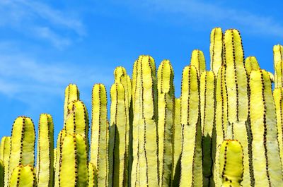 Low angle view of green organ pipe cactus