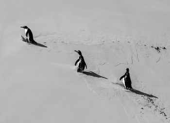 High angle view of penguins walking on snow covered land