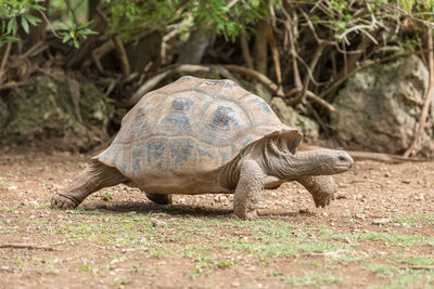 Side view of a turtle on ground