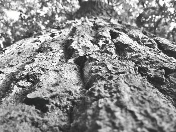 Close-up of moss on tree trunk