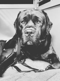 Close-up portrait of dog lying down