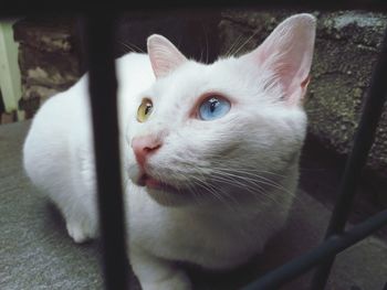 Close-up portrait of a cat