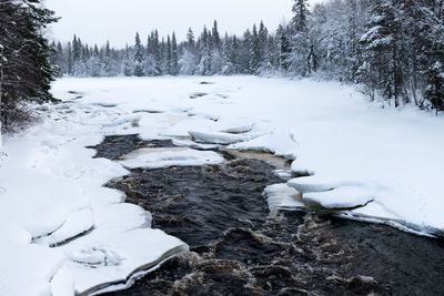 Frozen river by snow covered trees in forest