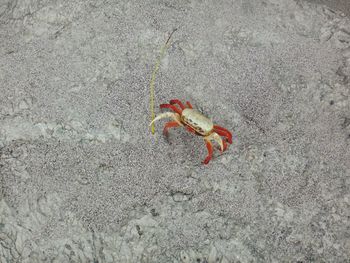 High angle view of crab on land