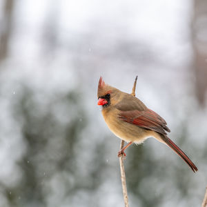 Close-up of bird perching