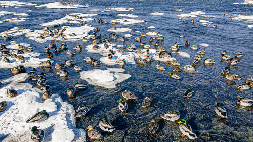 Ice provdes surface for the ducks to stand on and in the shallow water to swim through.