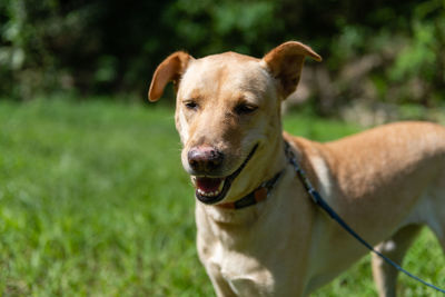 Portrait of dog on field