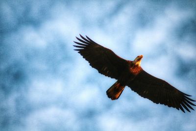 Close-up of eagle flying against sky