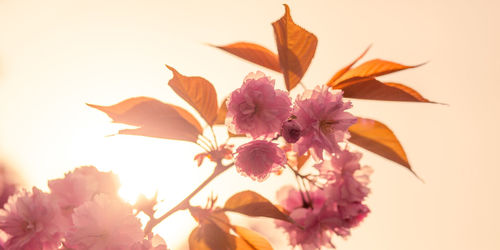 Close-up of pink flowers