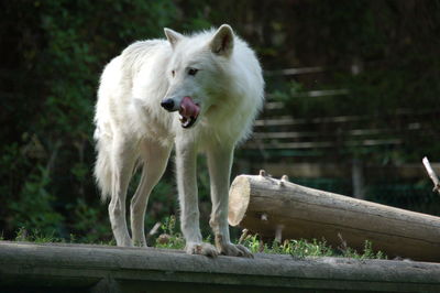 White dog