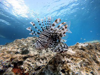 Close-up of fishes swimming in sea