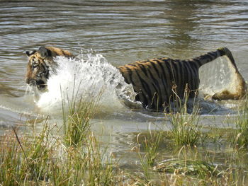 Side view of horse drinking water in lake